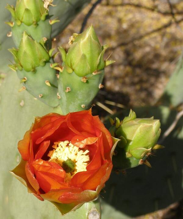 Flower Art Print featuring the photograph Cactus Flower by Jeanette Oberholtzer
