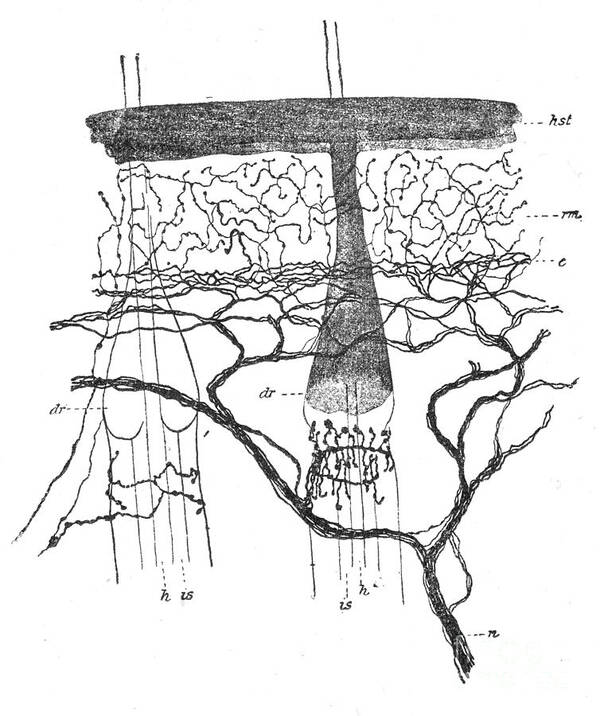 Illustration Art Print featuring the photograph Cajal Illustration Rat Nerve Endings by Science Source