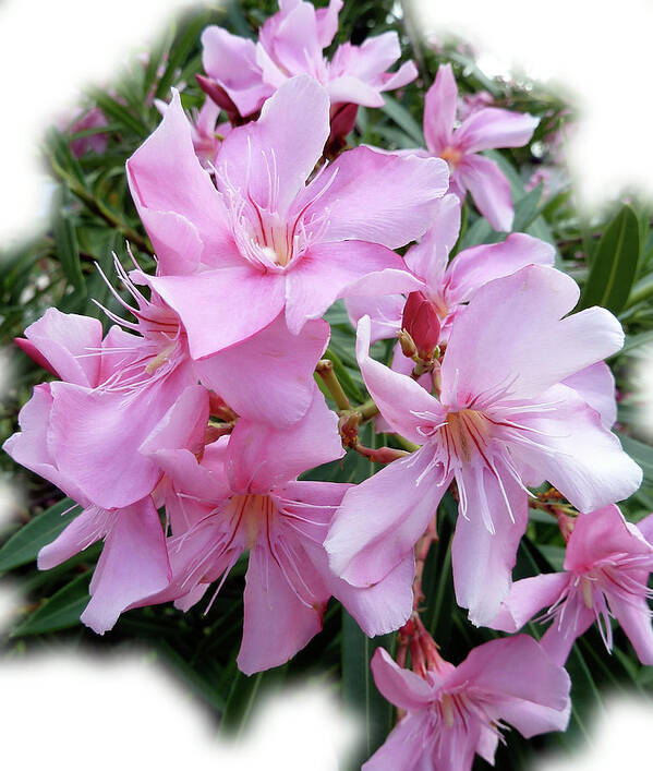 Pink Art Print featuring the photograph Caribbean Oleander by Marie Hicks