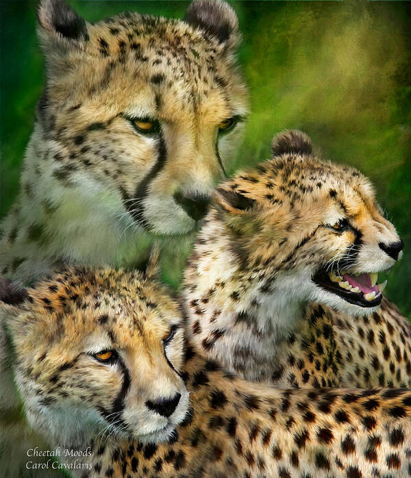 Cheetah Art Print featuring the mixed media Cheetah Moods by Carol Cavalaris