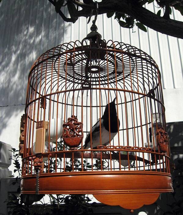 Bird Art Print featuring the photograph China Bird in Mahogany Cage by Lisa Boyd