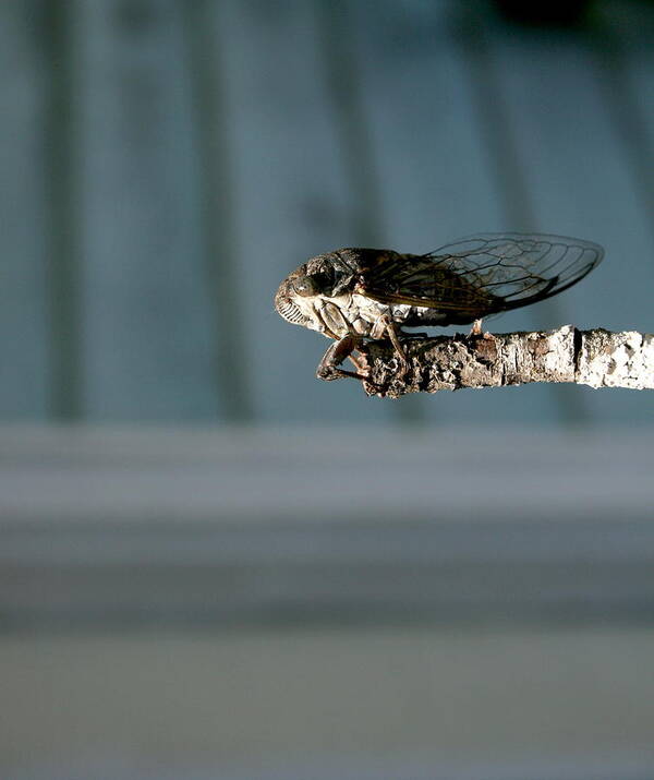 Cicada Art Print featuring the photograph Cicada by Cathy Harper