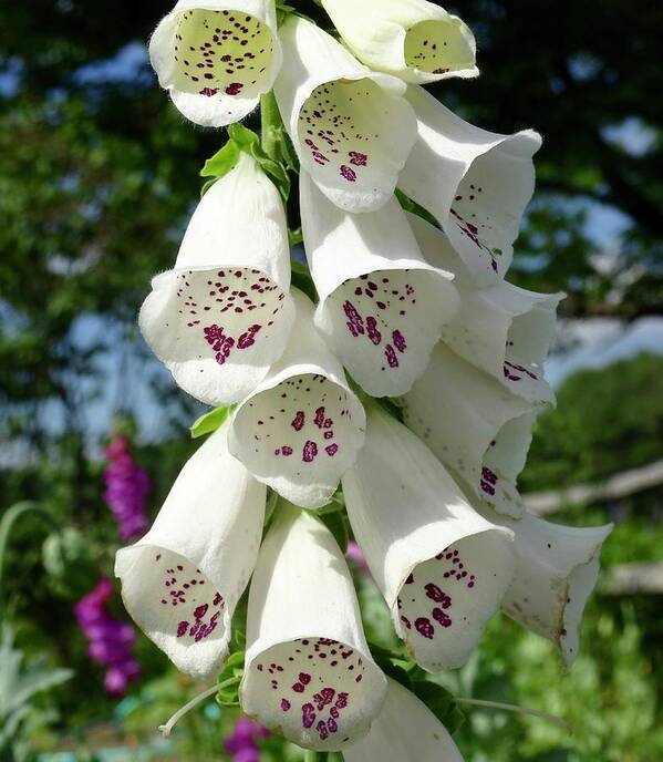 Foxgloves Art Print featuring the photograph Cotillion by Catherine Arcolio