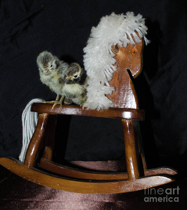 Bird Art Print featuring the photograph Double Seat Rocking Horse by Donna Brown