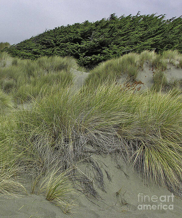 Landscaipe Art Print featuring the photograph Bodega Dunes #3 by Joyce Creswell
