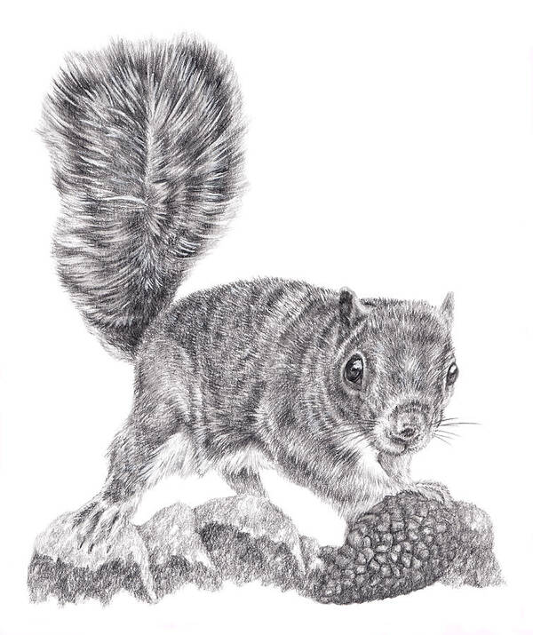 Grey Squirrel Art Print featuring the drawing Finders Keepers by Pencil Paws