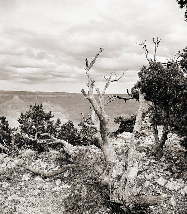 Grand Canyon Art Print featuring the photograph Grand Canyon Arizona Fine Art Photograph In Sepia 3537.01 by M K Miller