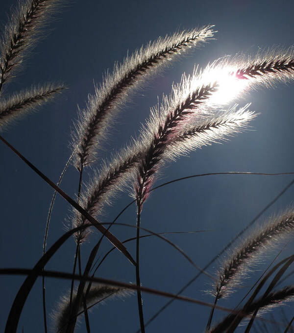 Sun Art Print featuring the photograph Grass and Sun by Lyle Crump