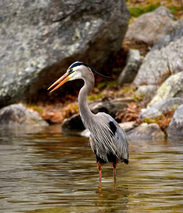 Wildlife Art Print featuring the photograph Great Blue Heron by Monika Salvan