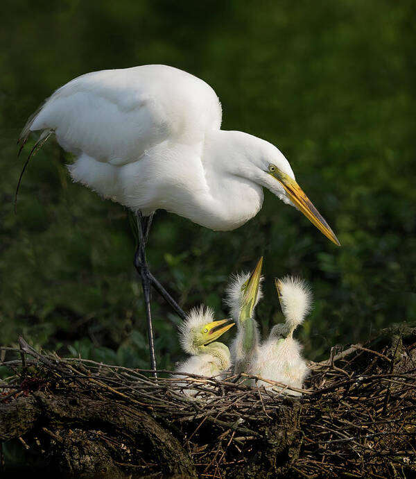 Great Egret Art Print featuring the photograph Great Egret with chicks by Steve Zimic