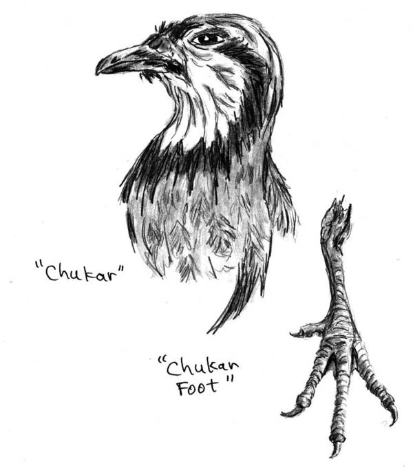 Chukar Art Print featuring the drawing Head and Foot of a Chukar by Kevin Callahan