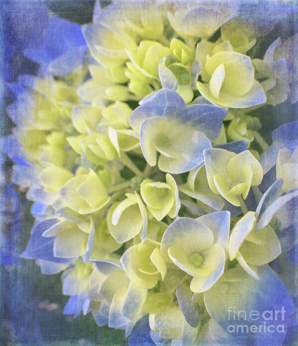 Flora Art Print featuring the photograph Hydrangea by Cathy Alba
