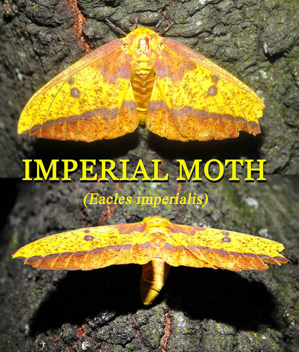 Imperial Moth Educational Art Print featuring the photograph Imperial Moth educational by David Lee Thompson
