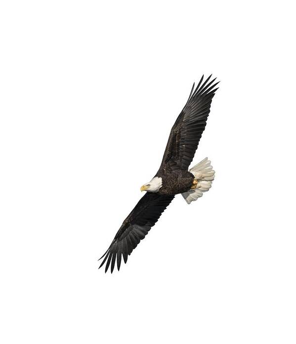 American Bald Eagle Art Print featuring the photograph Isolated American Bald Eagle 2016-3 by Thomas Young