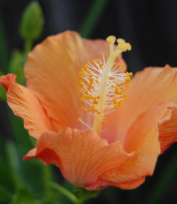 Hibiscus Art Print featuring the photograph Just Peachy by Jean Booth