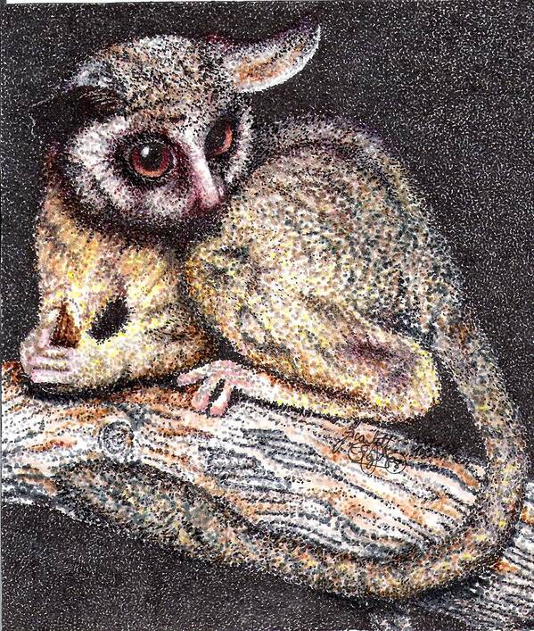 Lesser Bush Baby Art Print featuring the drawing Lesser Bush Baby by Scarlett Royale