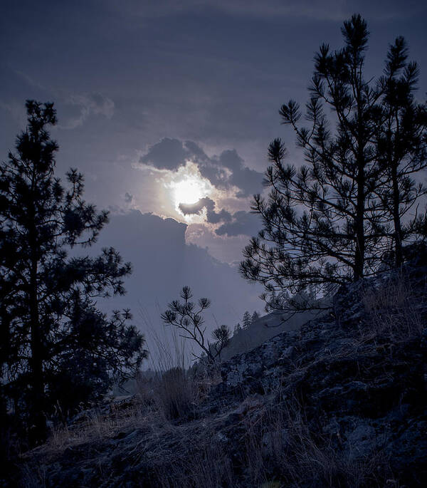 Rattlesnake Mt Art Print featuring the photograph Little Pine by Troy Stapek