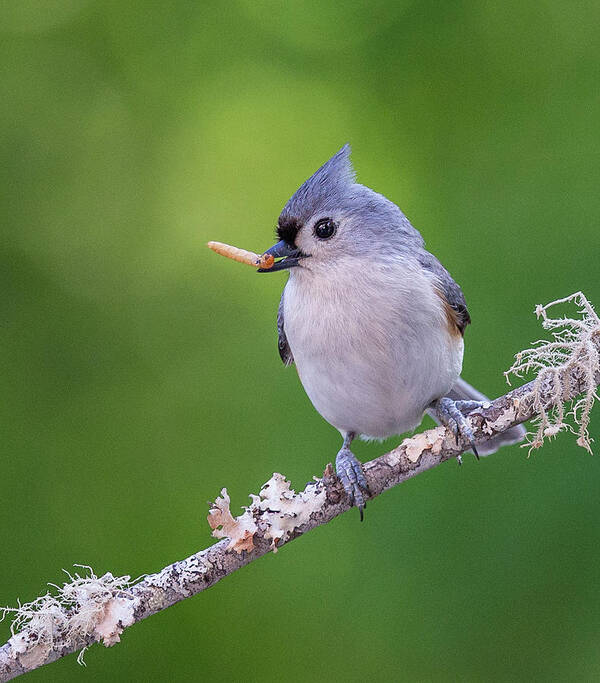 Tufted Titmouse Art Print featuring the photograph Lunch - Tufted Titmouse by Christy Cox