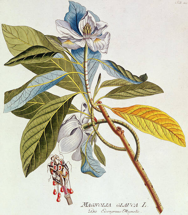 Magnolia Art Print featuring the painting Magnolia Glauca by German School