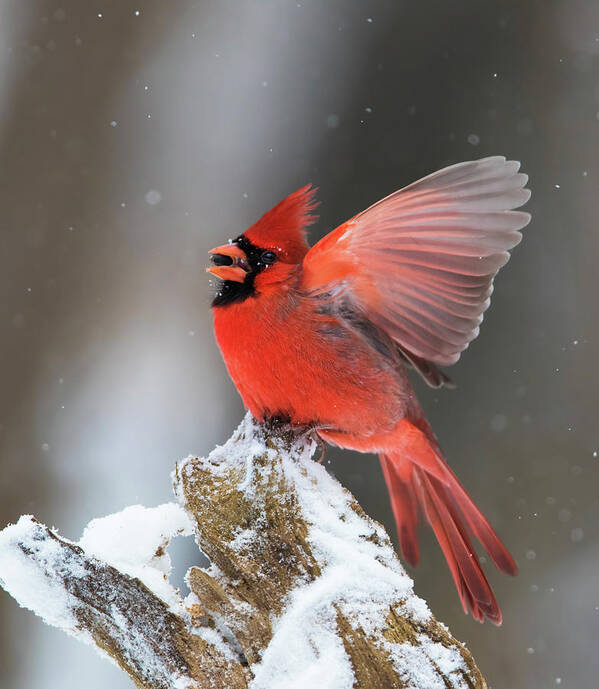 Red Art Print featuring the photograph Male Northern Cardinal by Mircea Costina Photography