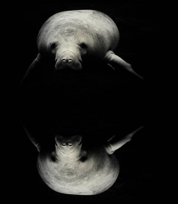 Manatee Scene Art Print featuring the photograph Manatee Double View by Sheri McLeroy