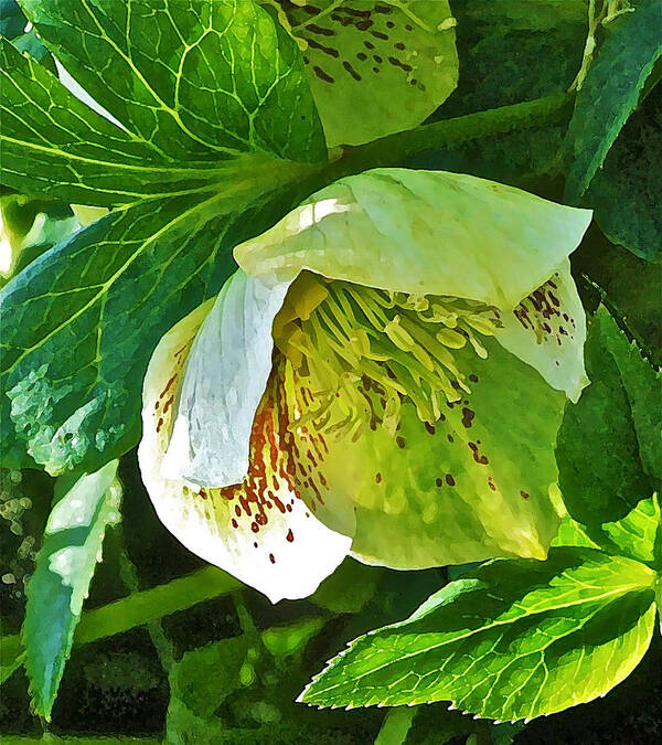 Hellebore Art Print featuring the photograph May Lenten Rose by Janis Senungetuk