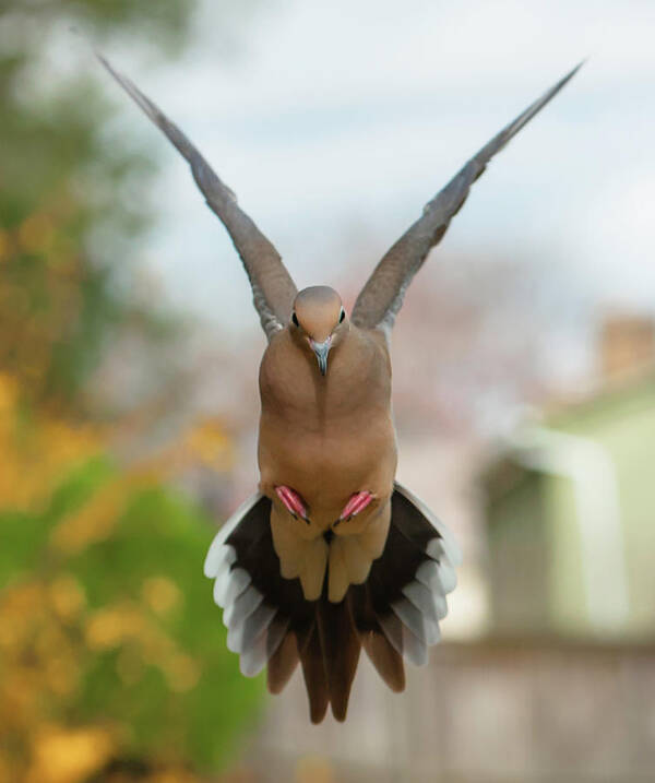 Alexandria Art Print featuring the photograph Mourning Dove Hover Mode by Jim Moore