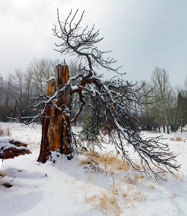 Tree Art Print featuring the photograph One Branch Left by Shane Bechler