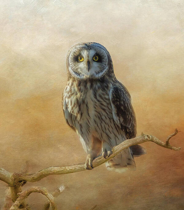 Owl Art Print featuring the photograph Owl by Angie Vogel