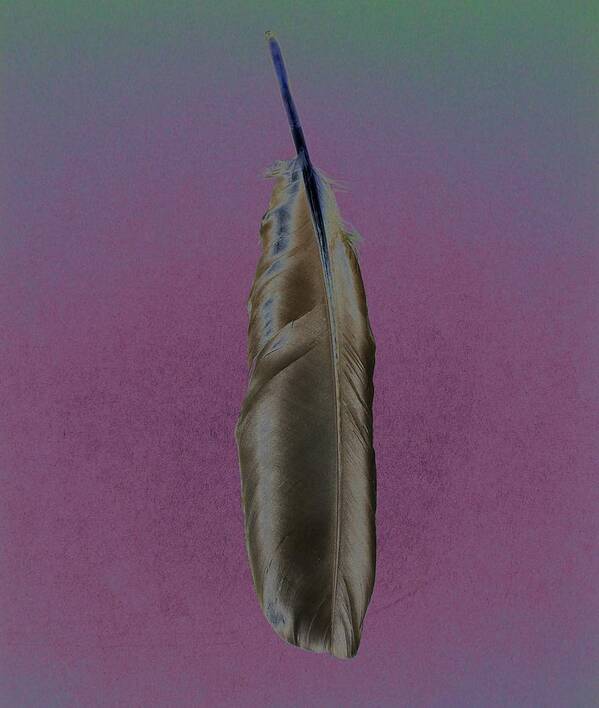 Feather Art Print featuring the photograph Raven Feather by Marilynne Bull