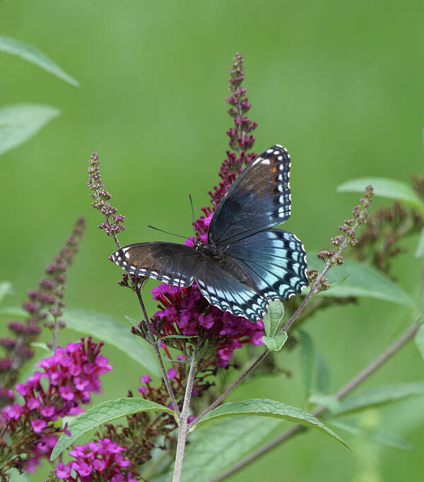 Red-spotted Purple Butterfly Art Print featuring the photograph Red-spotted Purple Butterfly on Butterfly Bush by Robert E Alter Reflections of Infinity