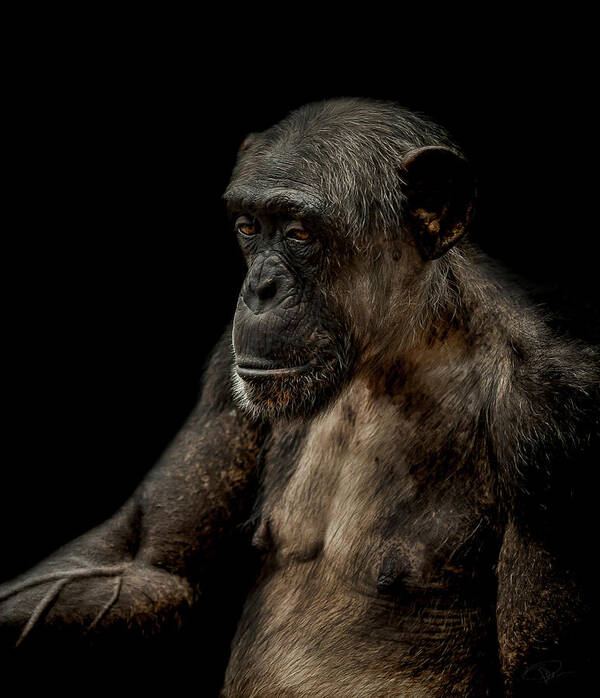 Chimpanzee Art Print featuring the photograph Remorse by Paul Neville