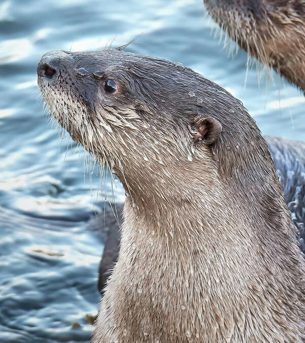 Otter Art Print featuring the photograph River Otter Pup by Carl Olsen