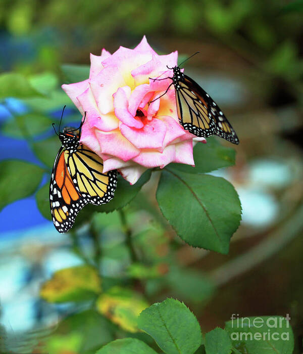 Pink Roses Art Print featuring the photograph Rose and Butterflies by Luana K Perez