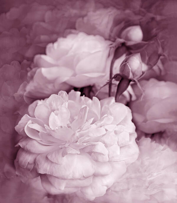 Rose Art Print featuring the photograph Rose Bouquet Flowers Plum by Jennie Marie Schell