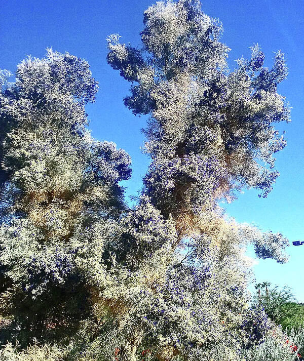 Garden Art Print featuring the photograph Smoke Tree In Bloom With Blue Purple Flowers by Jay Milo