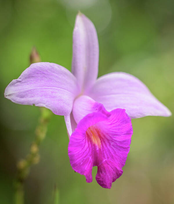 Costa Rica Art Print featuring the photograph Soft Purple dream by Ian Sempowski