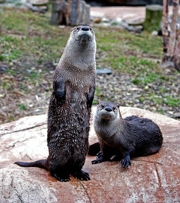 Otters Art Print featuring the photograph Standing Tall by Lori Tambakis