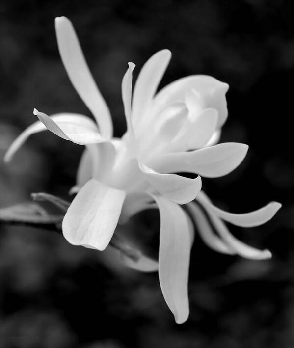 Magnolia Art Print featuring the photograph Star Magnolia Flower Black and White by Jennie Marie Schell