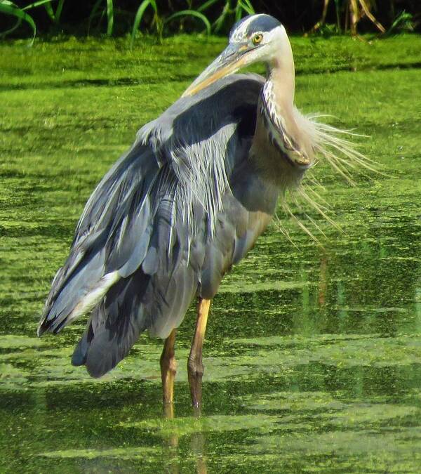 Herons Art Print featuring the photograph The Great Blue Heron by Lori Frisch