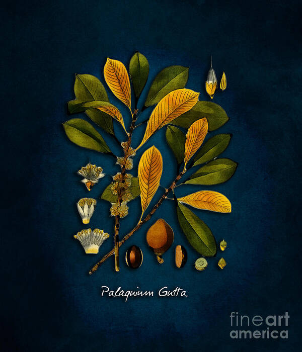 Palaquium Gutta Art Print featuring the digital art tree Palaquium gutta by Justyna Jaszke JBJart