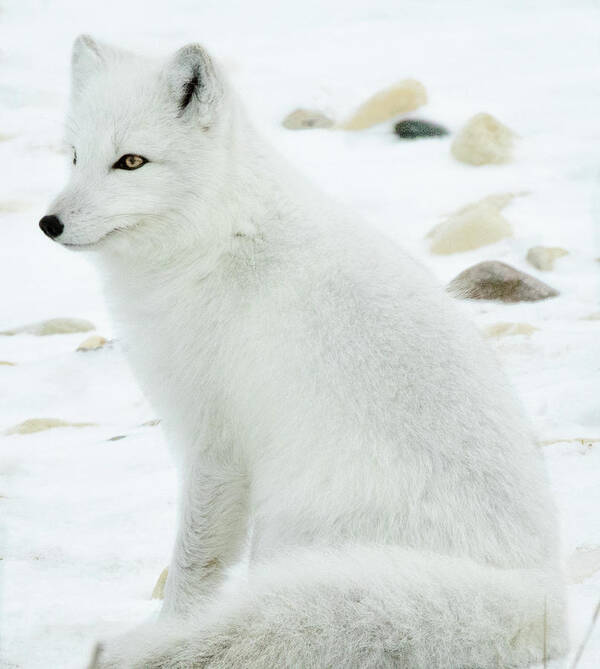 Fox Art Print featuring the photograph White Arctic Fox by Steven Upton