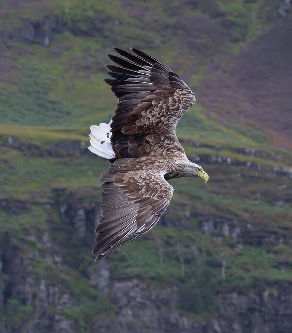 White-tailed Eagle Art Print featuring the photograph White-Tailed Eagle Banks by Pete Walkden