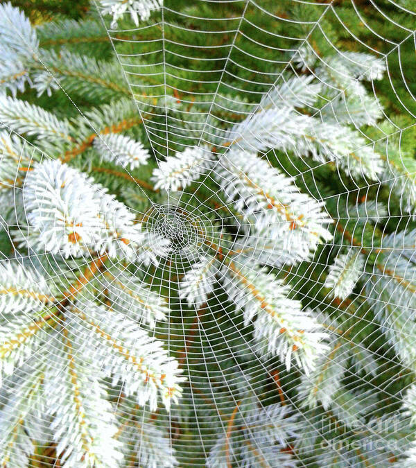 Web Art Print featuring the photograph Winter Web by Norma Warden