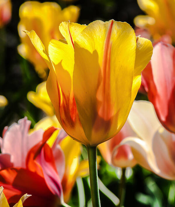 Tulip Art Print featuring the photograph Yellow For You by Jim Moore