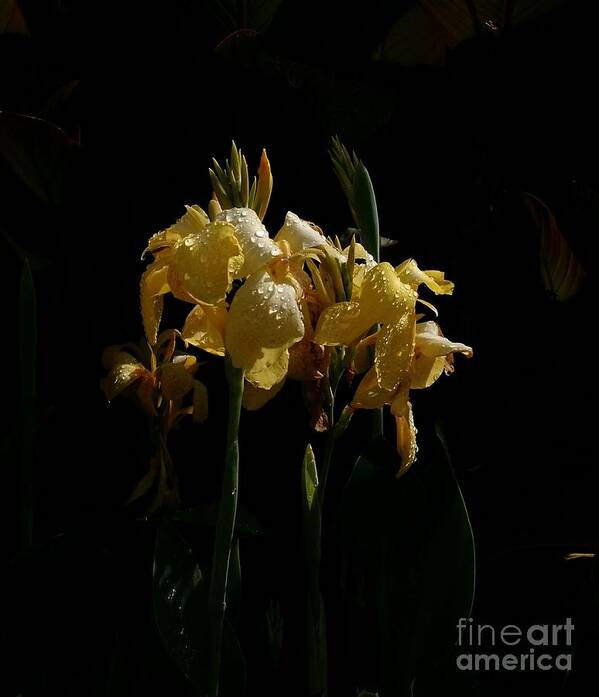Yellow Bearded Irises Art Print featuring the photograph Yellow Irises Illuminated by Anita Adams