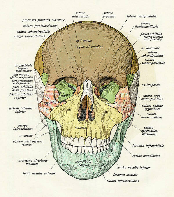 Size and Frame Options Human Anatomical Skull Bones Wall Art Print Decor