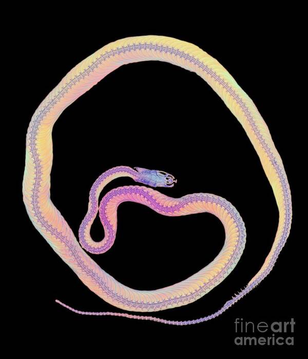 Corn Snake Art Print featuring the photograph Coloured X-ray Of A Corn Snake #2 by D. Roberts/science Photo Library