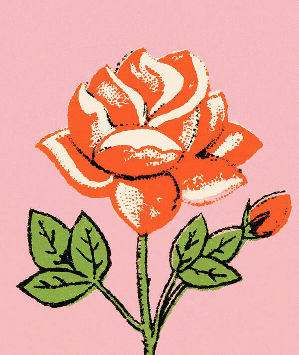 Bloom Art Print featuring the drawing Rose #43 by CSA Images