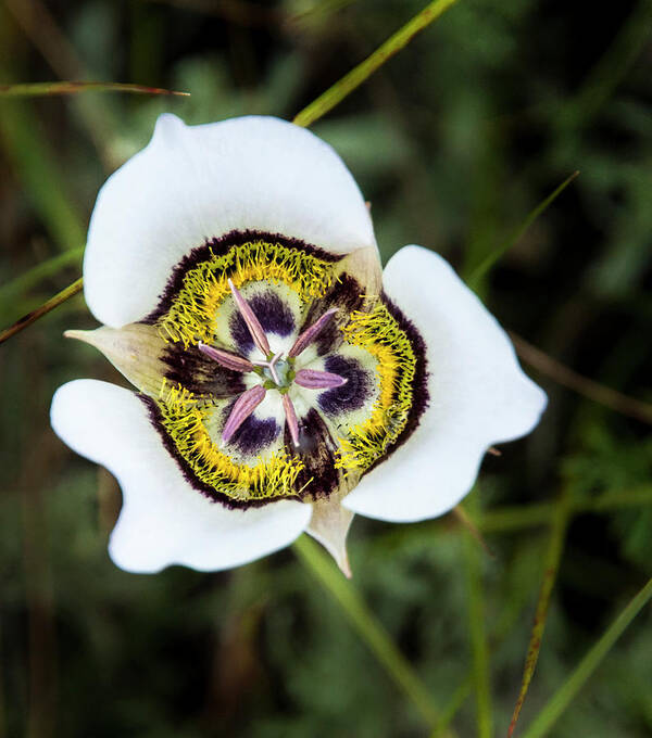 Macro Art Print featuring the photograph Colorado Mariposa Lily by Ginger Stein